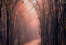 [中超]法比奥破门 国安主场战平蓉城.